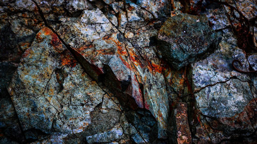 Full frame shot of tree trunk