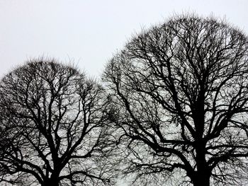 Low angle view of trees against sky