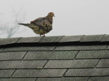 Low angle view of bird perching on wall