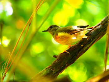 Close-up of bird perching on branch