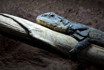 Close-up of lizard on wood