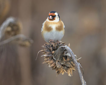 Close-up of bird perching on twig