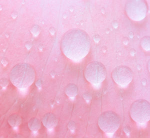 Full frame shot of water drops on pink flower