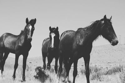 Horses on field against clear sky