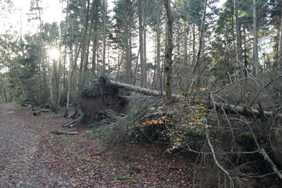 Trees in forest