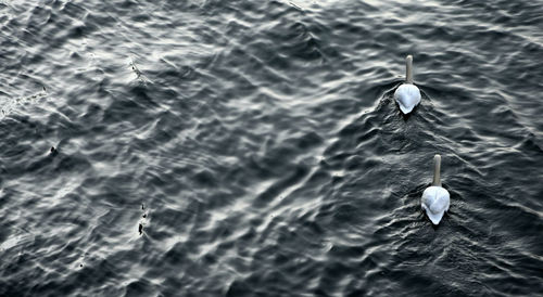 High angle view of bird swimming in sea
