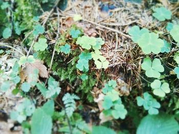 Close-up of plant growing on field