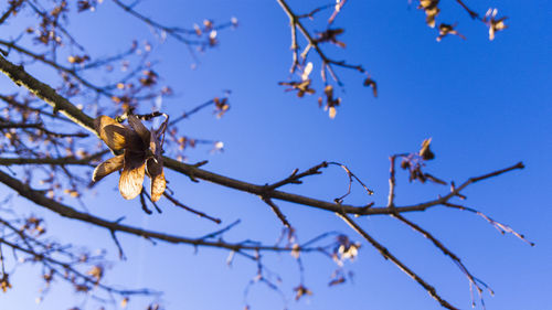 Low angle view of twigs against blue sky