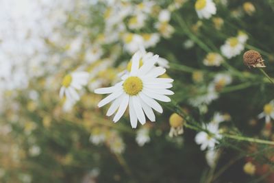 Close-up of white flowers blooming outdoors