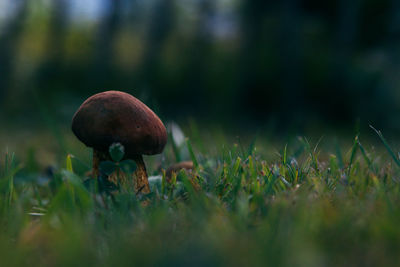 Close-up of mushrooms growing on field