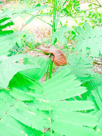 High angle view of a lizard