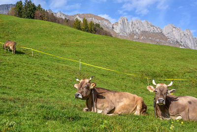 Cows grazing on field against sky