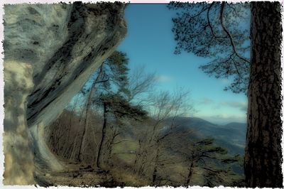 Bare trees on landscape