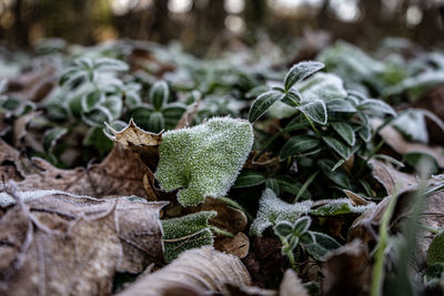 Close-up of plant growing on field