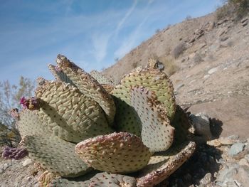 Close-up of cactus growing on rock