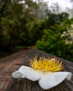 Close-up of bee pollinating on yellow flower
