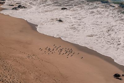 High angle view of seagulls at beach