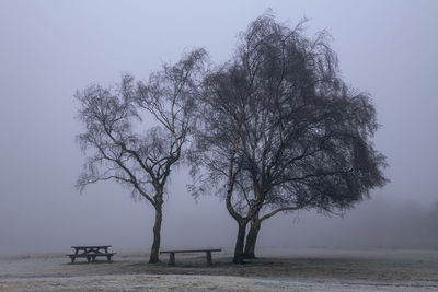 Bare tree on bench by sea against sky