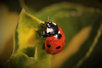 Close-up of ladybug on leaf