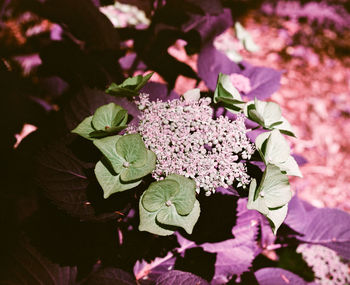 High angle view of pink flowering plant