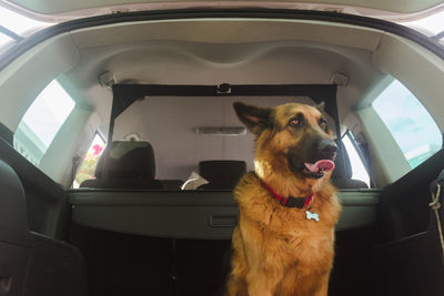 Dog in the back of the car ready togo for a walk