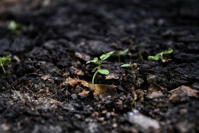 Close-up of small plants growing on field