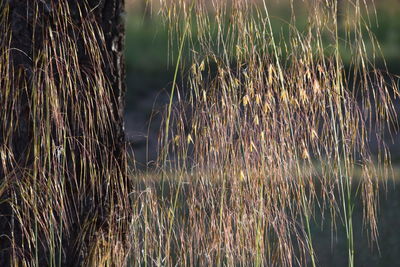 Close-up of grass