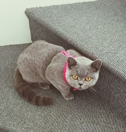 pets