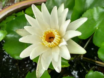 Close-up of white flower