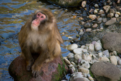 High angle view of monkey sitting on rock by river