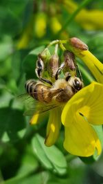 Close-up of bee pollinating on flower