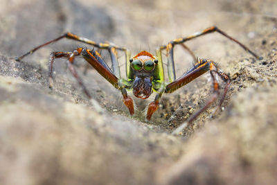 Close-up of spider