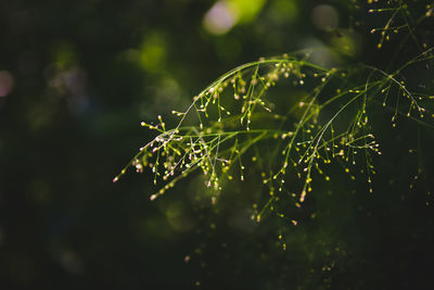 Close-up of wet plant