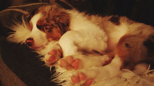 Close-up of dog sleeping