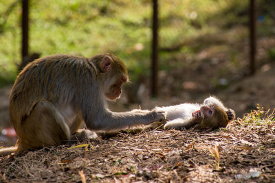 Monkeys in a field