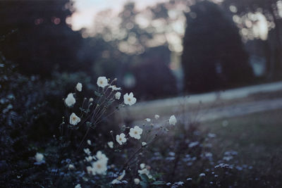 Close-up of white flowering plants on field