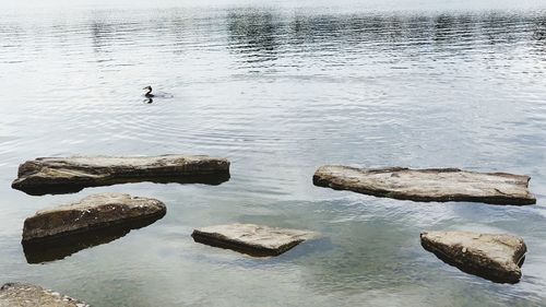 High angle view of duck swimming in lake