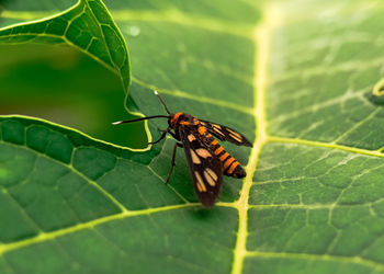 Close-up of insect on leaf