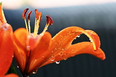 Close-up of wet orange flowers