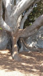 Low section of tree trunk