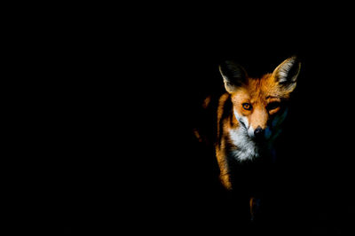 Portrait of a cat over black background