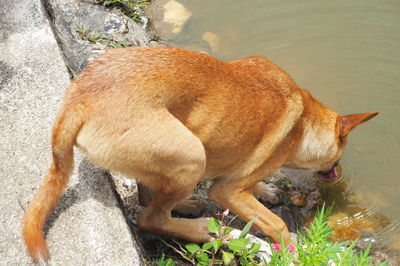 High angle view of dog drinking water