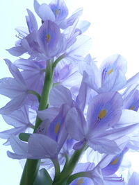 Close-up of purple flowering plant against white background