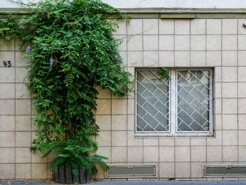 Ivy growing on wall of building