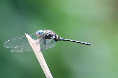 Close-up of damselfly on leaf