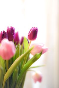 Close-up of pink tulips blooming outdoors