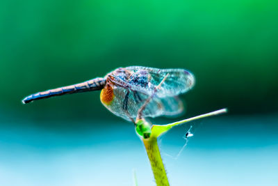 Close-up of insect