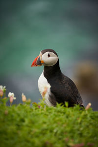 Close-up of puffin