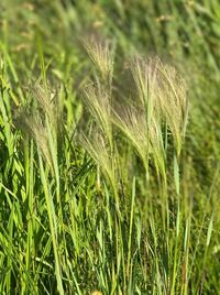 Close-up of wheat growing on field