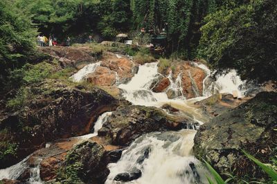 Scenic view of forest